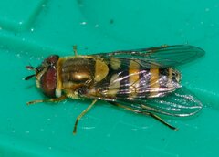 Syrphus rectus