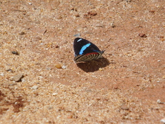 Diaethria