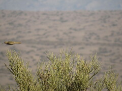 Upucerthia dumetaria