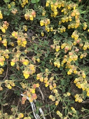 Hermannia multiflora