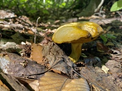 Retiboletus ornatipes