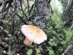 Hemipholiota populnea