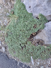 Petrophytum caespitosum