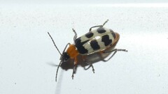 Paranapiacaba tricincta