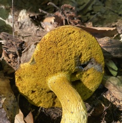 Retiboletus ornatipes