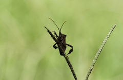 Acanthocephala terminalis