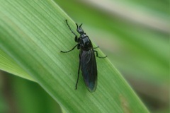 Dilophus febrilis