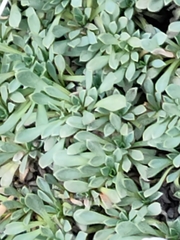 Petrophytum caespitosum