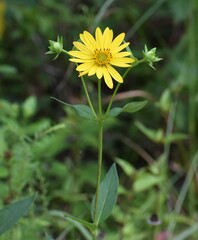 Silphium asteriscus