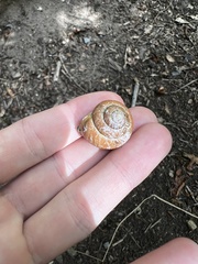 Cepaea nemoralis