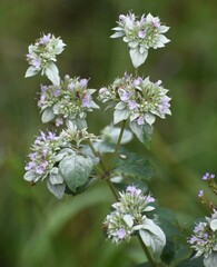 Pycnanthemum