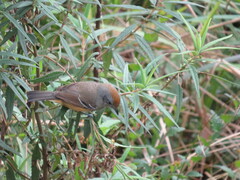 Thamnophilus caerulescens