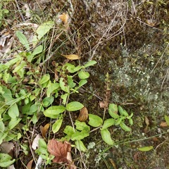 Veronica officinalis