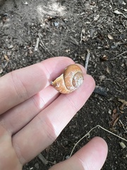 Cepaea nemoralis