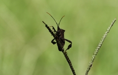 Acanthocephala terminalis