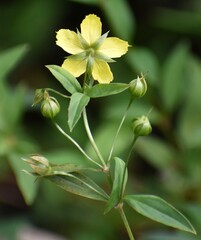 Lysimachia
