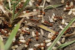 Polyergus rufescens