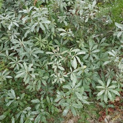 Rhododendron luteum