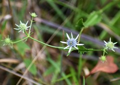 Eryngium