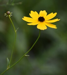 Coreopsis
