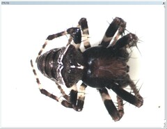 Gibbaranea bituberculata