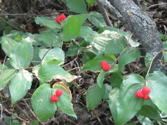 Prosartes trachycarpa