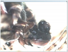 Gibbaranea bituberculata