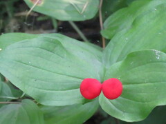 Prosartes trachycarpa