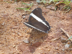 Siproeta epaphus trayja