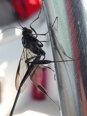 Pelecinus polyturator