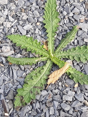 Carduus crispus