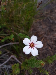 Adenandra uniflora