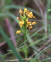 Platanthera cristata