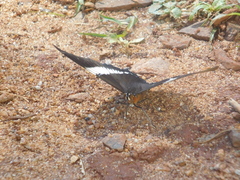 Siproeta epaphus trayja