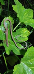 Takydromus sexlineatus