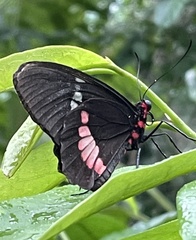 Parides iphidamas