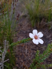 Adenandra uniflora