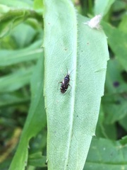 Plagiognathus obscurus