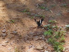 Siproeta epaphus trayja