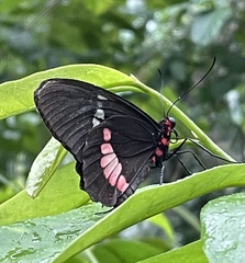 Parides iphidamas