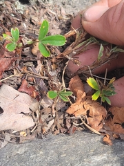 Sibbaldiopsis tridentata