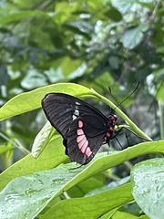 Parides iphidamas