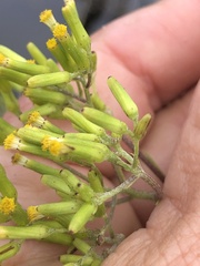 Senecio minimus