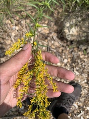 Solidago pinetorum