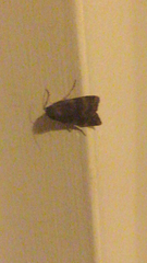 Plodia interpunctella