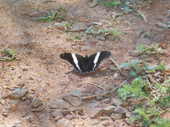 Siproeta epaphus trayja