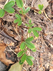 Sibbaldiopsis tridentata