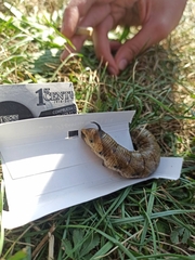 Agrius convolvuli
