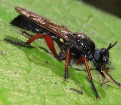 Laphria sadales