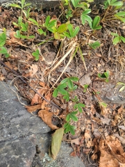 Sibbaldiopsis tridentata